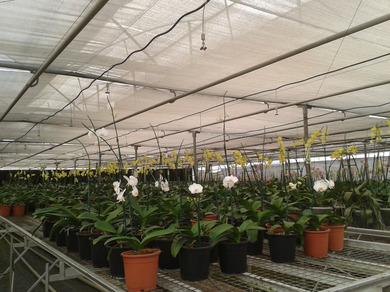 Greenhouse Project 36